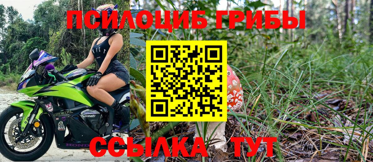 Псилоцибиновые грибы Psilocybe Абакан